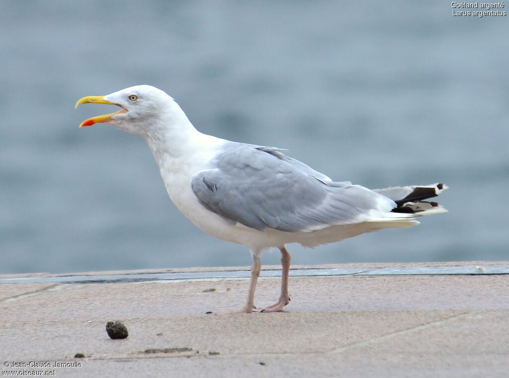 European Herring Gull, Behaviour