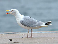 European Herring Gull