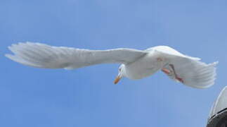Glaucous Gull