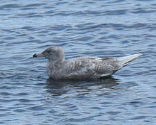 Glaucous Gull
