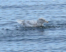 Glaucous Gull