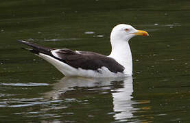 Goéland brun (graellsii)