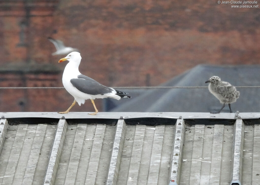 Lesser Black-backed Gull