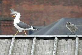 Lesser Black-backed Gull