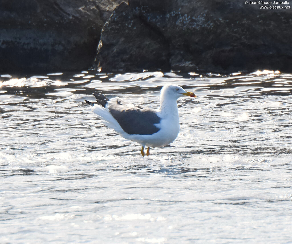 Lesser Black-backed Gull