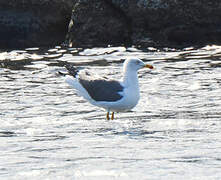 Lesser Black-backed Gull