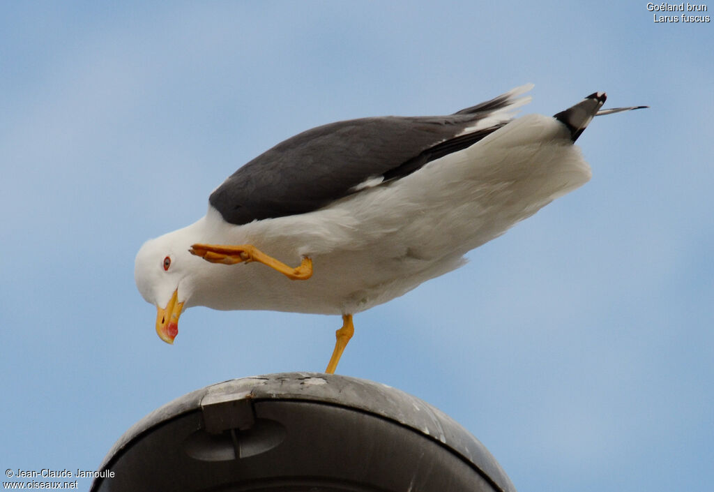 Lesser Black-backed Gull, Behaviour