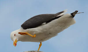 Lesser Black-backed Gull