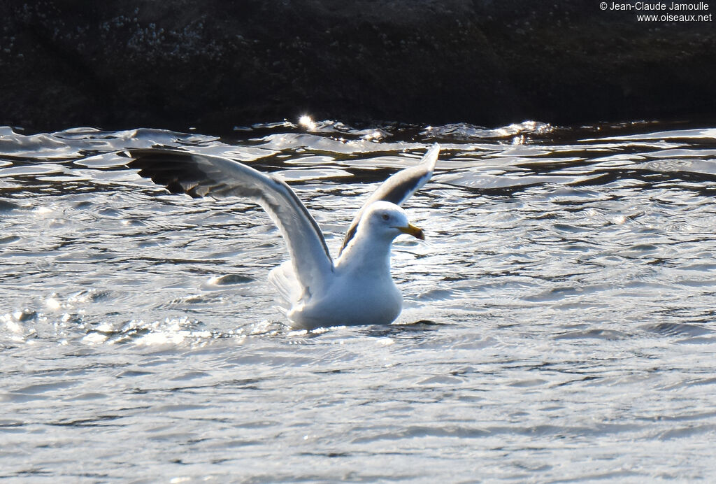 Lesser Black-backed Gull