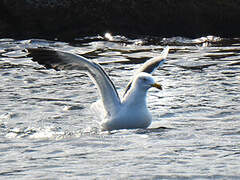 Lesser Black-backed Gull