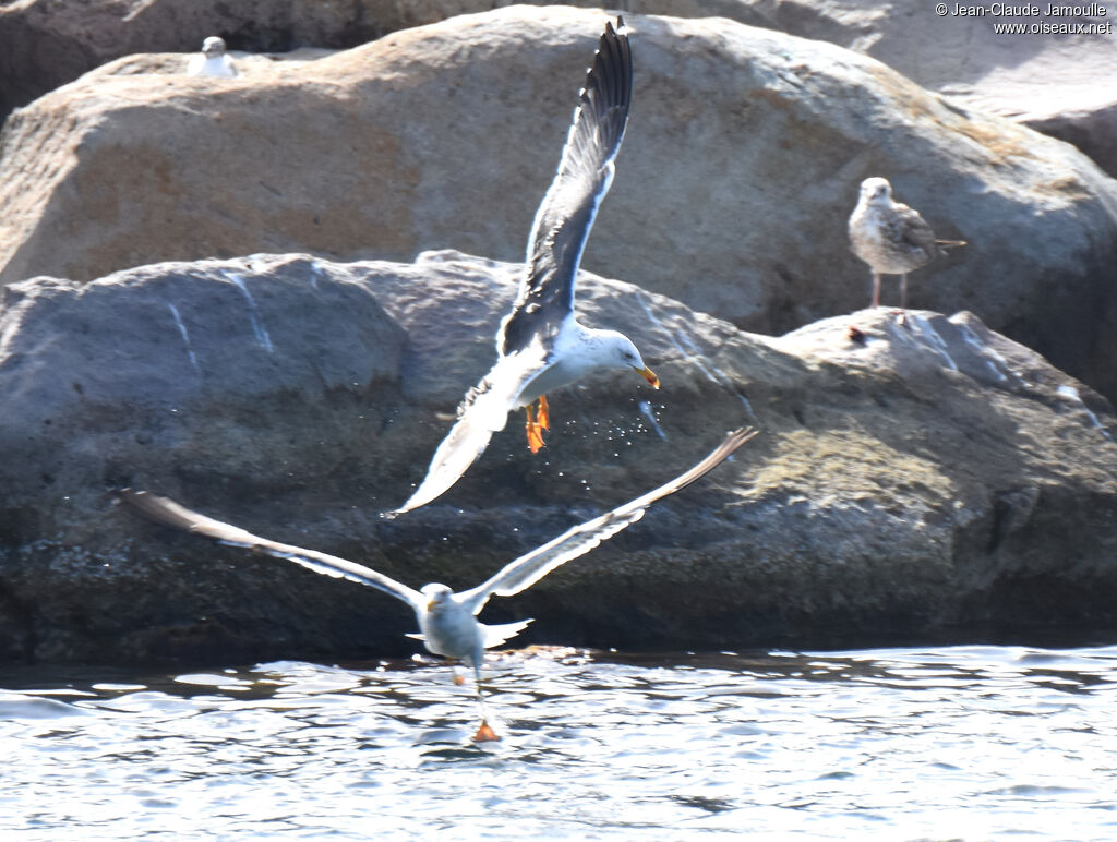 Lesser Black-backed Gull