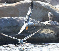 Lesser Black-backed Gull