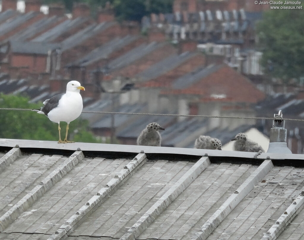 Lesser Black-backed Gull