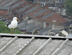 Lesser Black-backed Gull