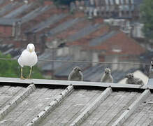 Lesser Black-backed Gull