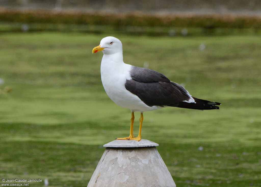 Lesser Black-backed Gull