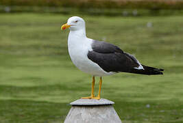 Lesser Black-backed Gull