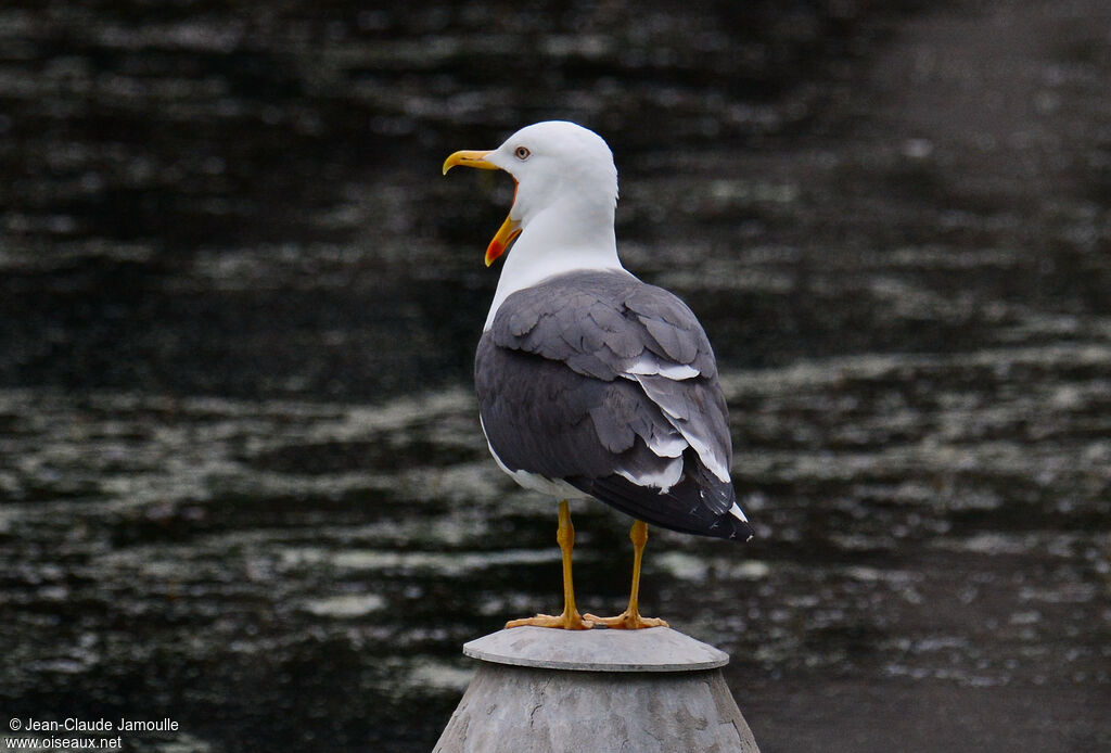 Lesser Black-backed Gull