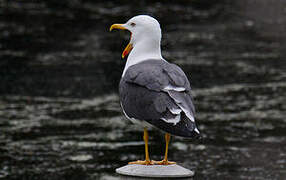 Lesser Black-backed Gull