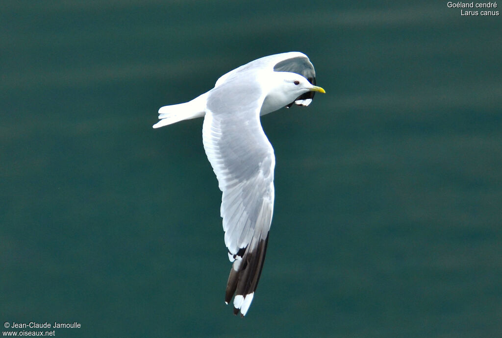 Common Gulladult breeding, Flight