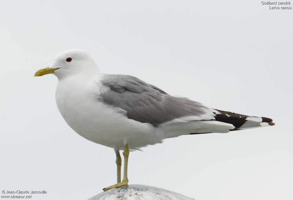 Goéland cendréadulte, identification