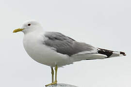 Mew Gull