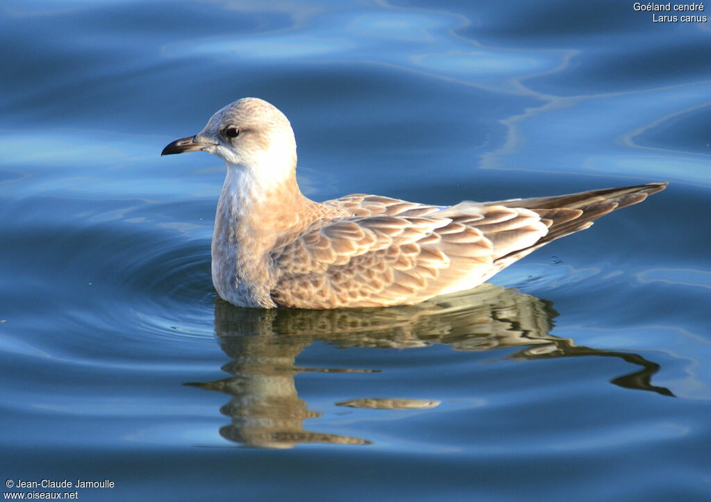 Mew Gulljuvenile, Behaviour