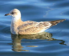 Common Gull