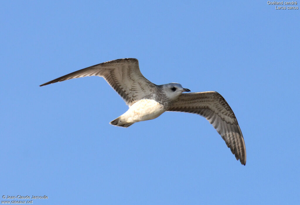 Common GullFirst year, Flight