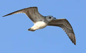 Common Gull