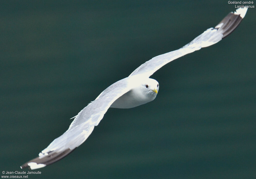 Common Gulladult breeding, Flight