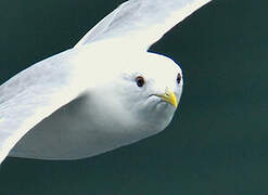 Common Gull