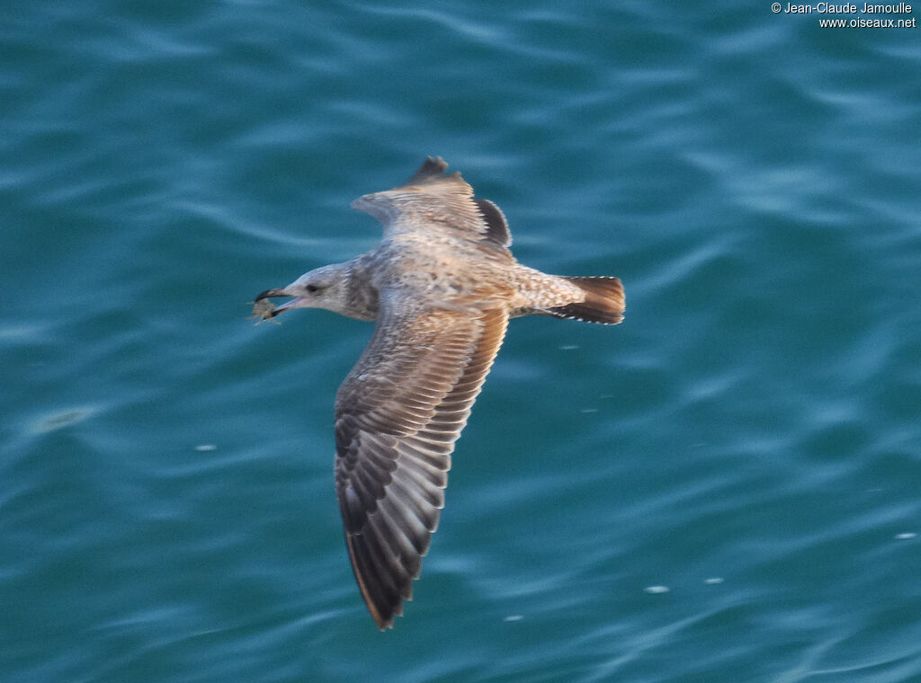 American Herring GullFirst year