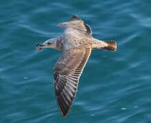 American Herring Gull