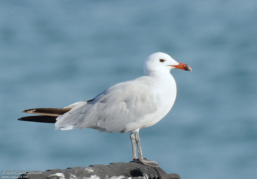 Audouin's Gull, identification