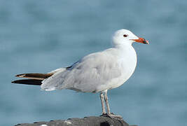 Audouin's Gull