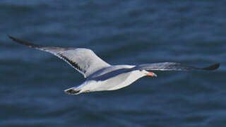 Audouin's Gull