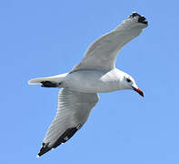 Audouin's Gull