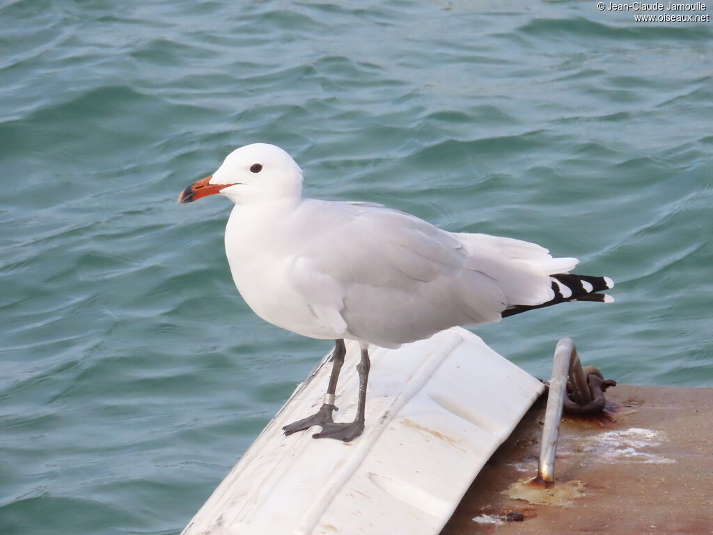 Audouin's Gull