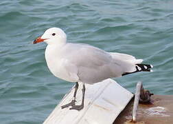 Audouin's Gull