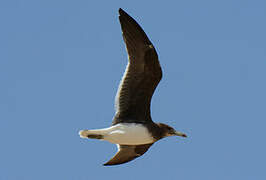 Sooty Gull