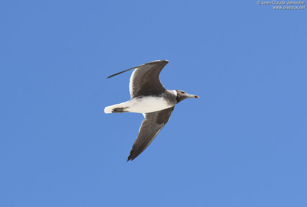 Sooty Gull