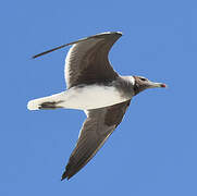 Sooty Gull