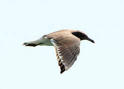 Sooty Gull