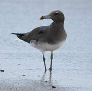 Sooty Gull