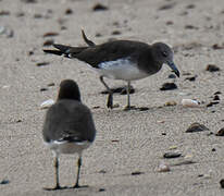 Sooty Gull