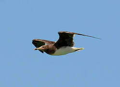 Sooty Gull