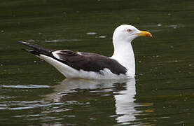 Lesser Black-backed Gull (graellsii)