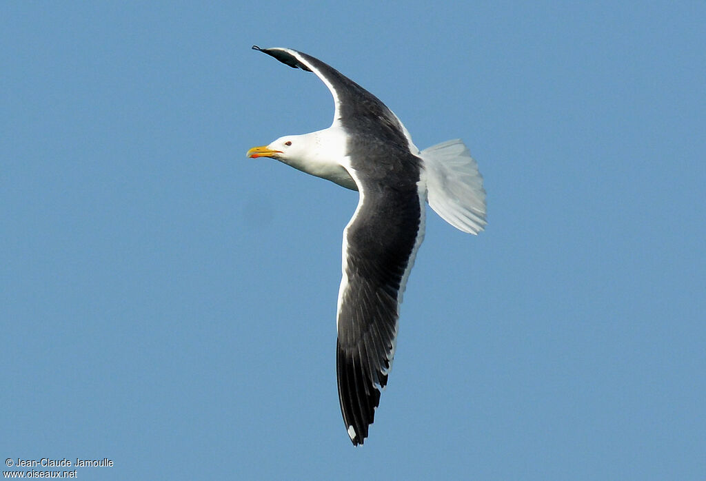 Goéland de Sibérie, Vol