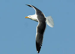 Lesser Black-backed Gull (heuglini)